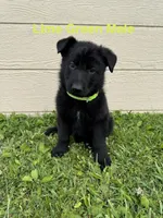Lime Green Male, a male German Shepherd Dog for sale in Dillsboro, IN – 3 of 5