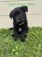 Light Green Male, a male German Shepherd Dog for sale in Dillsboro, IN – 2 of 5