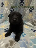 Dark Green Male, a male German Shepherd Dog for sale in Dillsboro, IN – Photo 2 of 6
