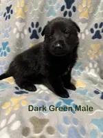 Dark Green Male, a male German Shepherd Dog for sale in Dillsboro, IN – Photo 1 of 6