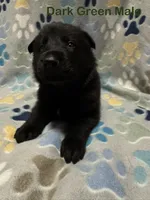 Dark Green Male, a male German Shepherd Dog for sale in Dillsboro, IN – Photo 3 of 6
