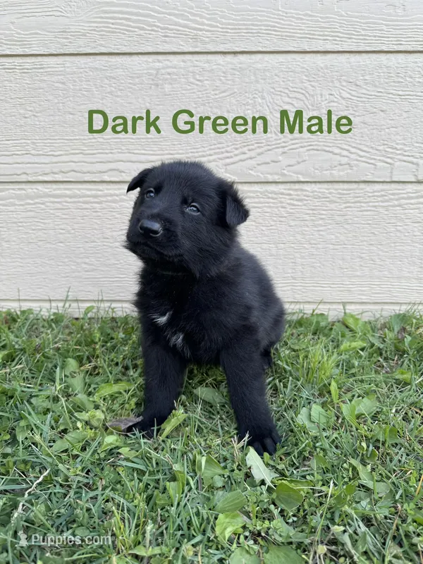 Dark Green Male – German Shepherd Dog puppy for sale in Dillsboro, IN