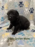Dark Green Male, a male German Shepherd Dog for sale in Dillsboro, IN – Photo 4 of 6