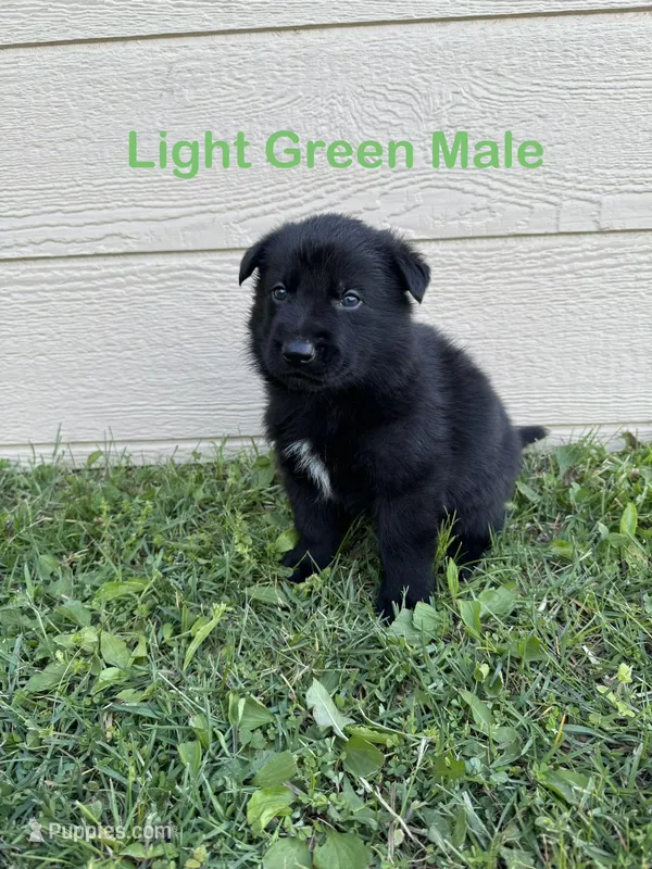 Light Green Male – German Shepherd Dog puppy for sale in Dillsboro, IN