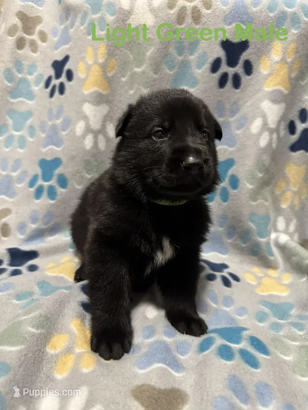 Light Green Male – German Shepherd Dog puppy for sale in Dillsboro, IN