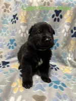 Light Green Male, a male German Shepherd Dog for sale in Dillsboro, IN – Photo 1 of 6