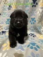 Light Green Male, a male German Shepherd Dog for sale in Dillsboro, IN – Photo 3 of 6