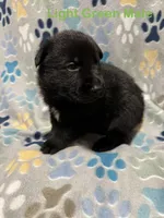 Light Green Male, a male German Shepherd Dog for sale in Dillsboro, IN – Photo 4 of 6