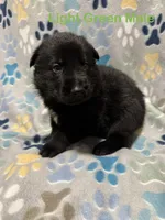 Light Green Male, a male German Shepherd Dog for sale in Dillsboro, IN – Photo 2 of 6