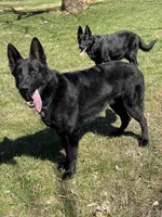 Light Green Male, a male German Shepherd Dog for sale in Dillsboro, IN – Photo 6 of 6