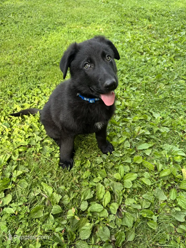 Dark Blue Male – German Shepherd Dog puppy for sale in Dillsboro, IN