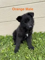 Orange Male, a male German Shepherd Dog for sale in Dillsboro, IN – 3 of 5