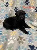 Red Male, a male German Shepherd Dog for sale in Dillsboro, IN – Photo 1 of 6