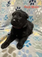 Red Male, a male German Shepherd Dog for sale in Dillsboro, IN – Photo 3 of 6