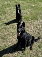 Red Male, a male German Shepherd Dog for sale in Dillsboro, IN – Photo 6 of 6