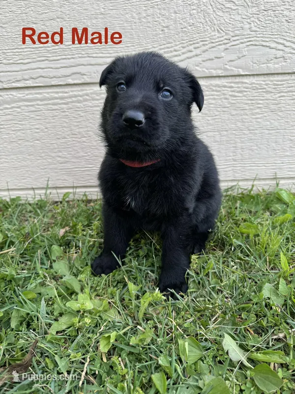 Red Male – German Shepherd Dog puppy for sale in Dillsboro, IN