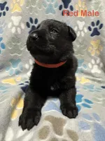 Red Male, a male German Shepherd Dog for sale in Dillsboro, IN – Photo 4 of 6