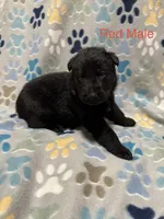Red Male, a male German Shepherd Dog for sale in Dillsboro, IN – Photo 2 of 6