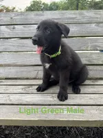 Light Green Male, a male German Shepherd Dog for sale in Dillsboro, IN – 3 of 5