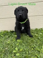 Light Green Male, a male German Shepherd Dog for sale in Dillsboro, IN – 3 of 5