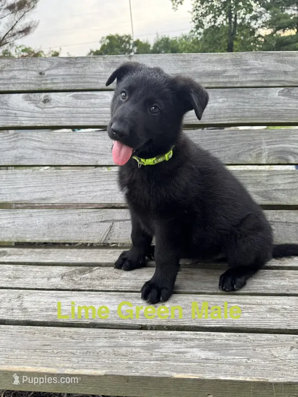 Lime Green Male – German Shepherd Dog puppy for sale in Dillsboro, IN