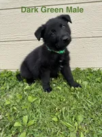 Dark Green Male, a male German Shepherd Dog for sale in Dillsboro, IN – 3 of 5