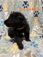 Orange Male, a male German Shepherd Dog for sale in Dillsboro, IN – Photo 2 of 6