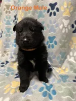 Orange Male, a male German Shepherd Dog for sale in Dillsboro, IN – Photo 3 of 6