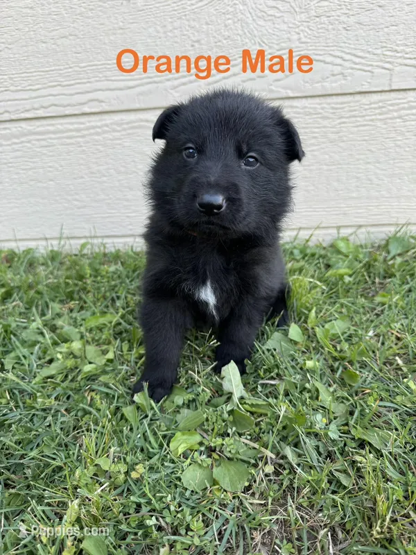 Orange Male – German Shepherd Dog puppy for sale in Dillsboro, IN