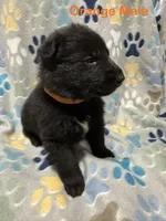 Orange Male, a male German Shepherd Dog for sale in Dillsboro, IN – Photo 4 of 6