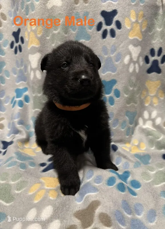 Orange Male – German Shepherd Dog puppy for sale in Dillsboro, IN