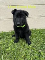 Lime Green Male, a male German Shepherd Dog for sale in Dillsboro, IN – 2 of 5
