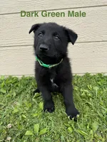 Dark Green Male, a male German Shepherd Dog for sale in Dillsboro, IN – 2 of 5