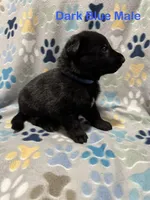 Dark Blue Male, a male German Shepherd Dog for sale in Dillsboro, IN – Photo 4 of 6