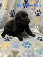 Dark Blue Male, a male German Shepherd Dog for sale in Dillsboro, IN – Photo 3 of 6