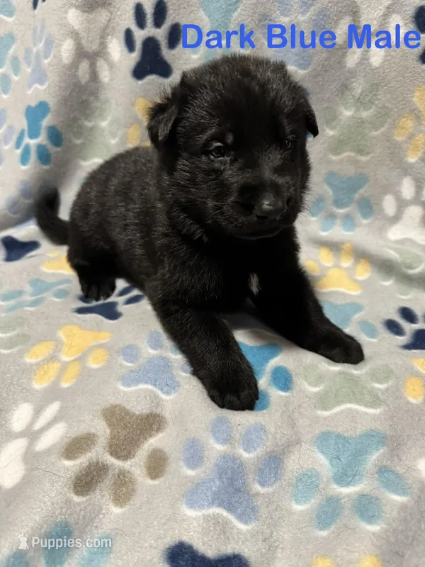 Dark Blue Male – German Shepherd Dog puppy for sale in Dillsboro, IN