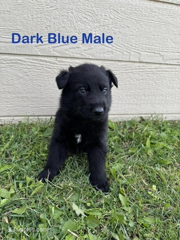 Dark Blue Male – German Shepherd Dog puppy for sale in Dillsboro, IN