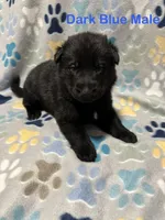Dark Blue Male, a male German Shepherd Dog for sale in Dillsboro, IN – Photo 2 of 6