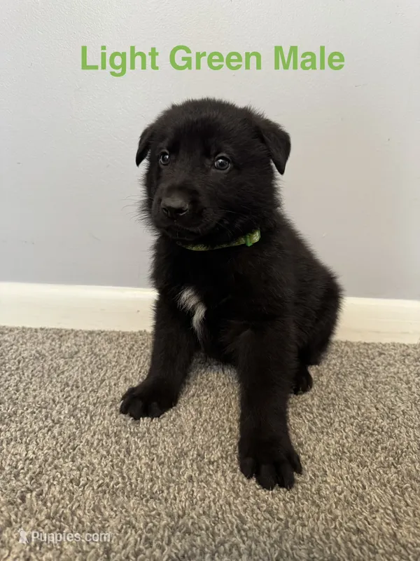 Light Green Male – German Shepherd Dog puppy for sale in Dillsboro, IN