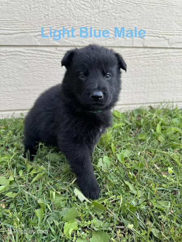 Light Blue Male – German Shepherd Dog puppy for sale in Dillsboro, IN