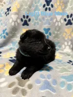 Light Blue Male, a male German Shepherd Dog for sale in Dillsboro, IN – Photo 4 of 6