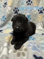 Light Blue Male, a male German Shepherd Dog for sale in Dillsboro, IN – Photo 2 of 6