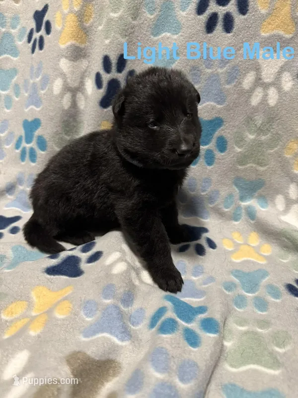 Light Blue Male – German Shepherd Dog puppy for sale in Dillsboro, IN