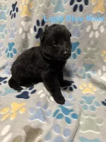 Light Blue Male, a male German Shepherd Dog for sale in Dillsboro, IN – Photo 1 of 6