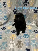 Light Blue Male, a male German Shepherd Dog for sale in Dillsboro, IN – Photo 3 of 6