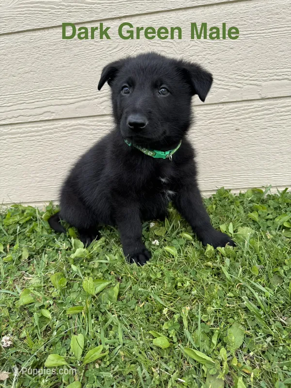 Dark Green Male – German Shepherd Dog puppy for sale in Dillsboro, IN