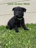 Dark Green Male, a male German Shepherd Dog for sale in Dillsboro, IN – 1 of 5