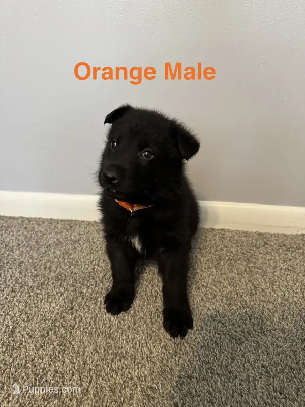 Orange Male – German Shepherd Dog puppy for sale in Dillsboro, IN