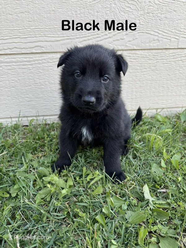 Black Male – German Shepherd Dog puppy for sale in Dillsboro, IN