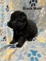 Black Male, a male German Shepherd Dog for sale in Dillsboro, IN – Photo 2 of 6